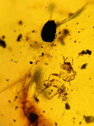 2 Cricket Larva Burmite Myanmar Burmese Amber insect fossil dinosaur age 3