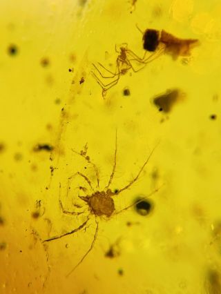 Long Legs Spider&tick Burmite Myanmar Burmese Amber Insect Fossil Dinosaur Age