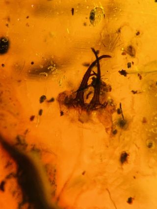 Neuroptera Larva Head Burmite Myanmar Burmese Amber Insect Fossil Dinosaur Age