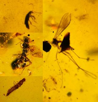 Unknown Fly&wasp&beetle&larva Burmite Myanmar Amber Insect Fossil Dinosaur Age