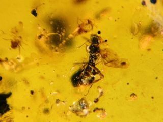 Unknown Fly&wasp&beetle&larva Burmite Myanmar Amber insect fossil dinosaur age 3