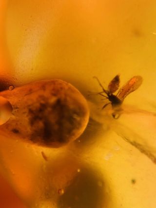 Fly On Plant Spores Burmite Myanmar Burmese Amber Insect Fossil Dinosaur Age