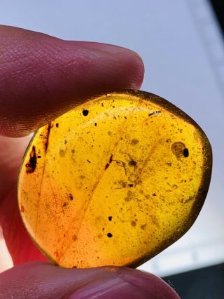 2.  12g Unknown Big Fly Burmite Myanmar Burmese Amber Insect Fossil Dinosaur Age