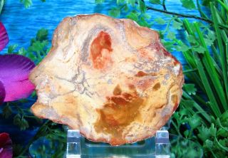 Petrified Wood Complete Round Slab W/bark Exquisite Peach Gold Ginger Rust