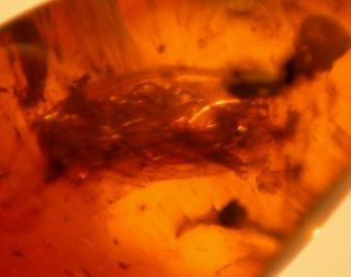 Cockroach,  Beetle In Burmite Burmese Amber Fossil Gemstone Dinosaur Age