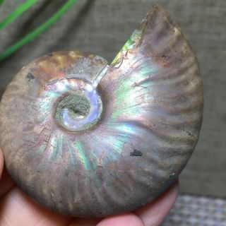 1pc Natural Rainbow Iridescent Ammonite Shell Specimen Madagascar 29g 48mm B5005