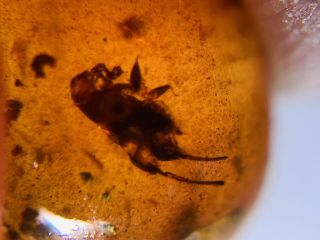 Pygmy Sand Cricket Burmite Myanmar Burmese Amber Insect Fossil Dinosaur Age