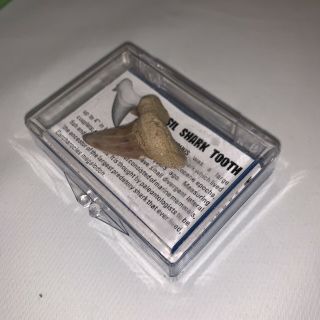 Fossil Shark Tooth Otodus Obliquus