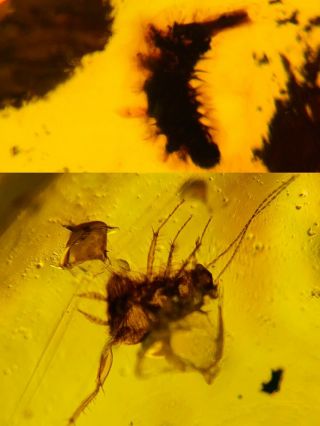 Polyxenida Millipede&roach Burmite Myanmar Amber Insect Fossil Dinosaur Age