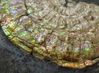 Subtly Iridescent Caloceras Ammonite Fossil Somerset Uk Ammolite Crystals Rocks