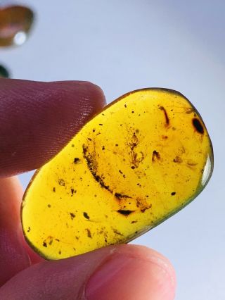 2.  07g 3 Mosquito Fly Burmite Myanmar Burmese Amber Insect Fossil Dinosaur Age