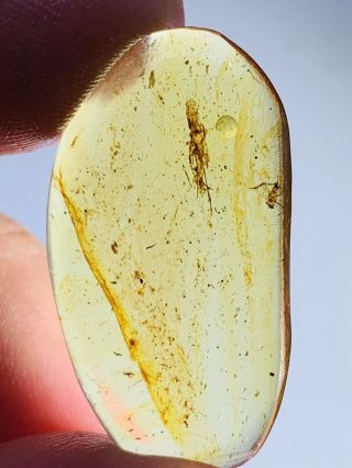1.  36g Cicada&unknown Fly Burmite Myanmar Burma Amber Insect Fossil Dinosaur Age