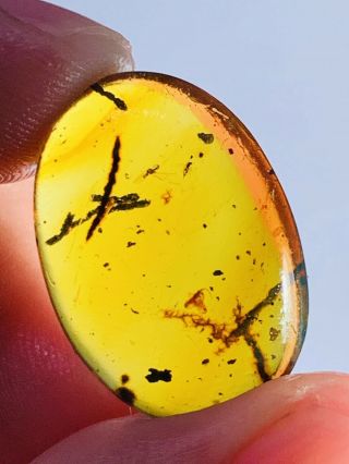1.  3g 2 Mosquito Fly Burmite Myanmar Burmese Amber Insect Fossil Dinosaur Age
