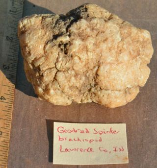 Geodized Spinifer Brachiopod,  Lawrence County,  Indiana,  From Geode Field.