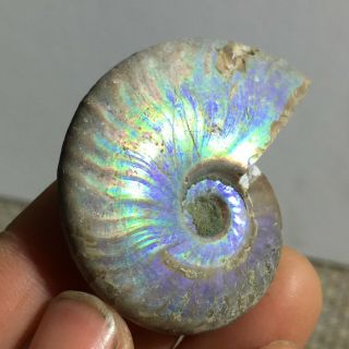 Rainbow Iridescent Ammonite Shell Specimen Madagascar 21g A54