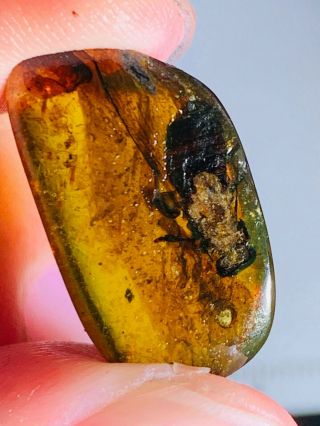 1.  1g Big Unknown Fly Burmite Myanmar Burmese Amber Insect Fossil Dinosaur Age