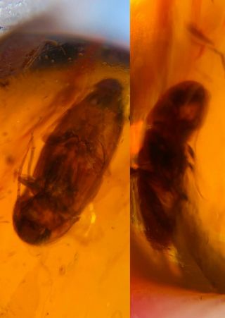 2 Coleoptera Beetle Burmite Myanmar Burmese Amber Insect Fossil Dinosaur Age