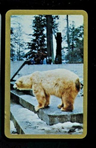 One Listed Swap Playing Cards Newsagent Blank Back Large Polar Bear On Steps