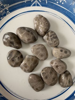 12 Unpolished Petoskey Stones Michigan Fossil Coral M12 Size 1 - 1.  5”