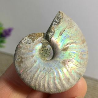 Rainbow Iridescent Ammonite Shell Specimen Madagascar 21g A329