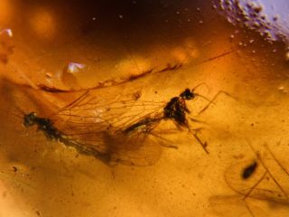 3 Mecoptera Scorpion Fly Burmite Myanmar Burma Amber Insect Fossil Dinosaur Age