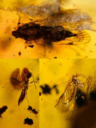 Cicada&wasp Bee&mosquito Fly Burmite Myanmar Amber Insect Fossil Dinosaur Age