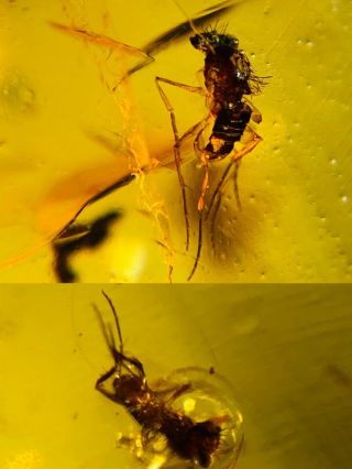 2 Hairy Diptera Fly Bug Burmite Myanmar Burmese Amber Insect Fossil Dinosaur Age