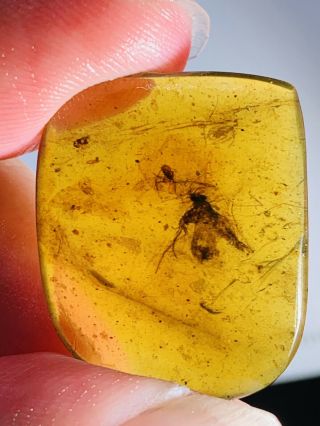1.  93g Unknown Bug&beetle Burmite Myanmar Burma Amber Insect Fossil Dinosaur Age