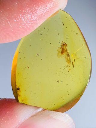 1.  45g Neuroptera Fly Lacewing Burmite Myanmar Amber Insect Fossil Dinosaur Age