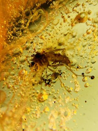 Fly Bugs&many Bubbles Burmite Myanmar Burmese Amber Insect Fossil Dinosaur Age