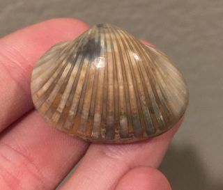 Rare Indonesia Fossil Bivalve Anadara Ferriginea Pliocene Age Shell Clam