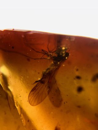 2 Mecoptera Scorpion Fly Burmite Myanmar Burma Amber Insect Fossil Dinosaur Age