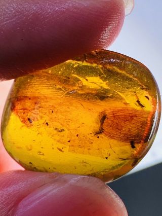 3.  1g Unknown Bug Wings Burmite Myanmar Burmese Amber Insect Fossil Dinosaur Age