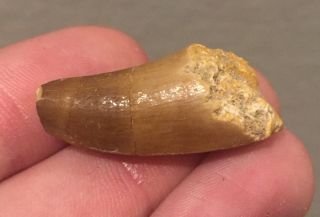 Morocco Fossil Mosasaur Tooth Cretaceous Dinosaur Fossil Age