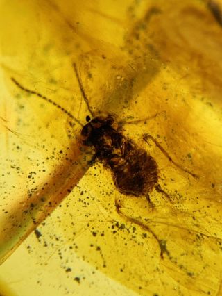 Unique Roach Larva Burmite Myanmar Burmese Amber Insect Fossil Dinosaur Age