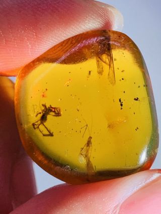 3.  45g Tick&unknown Fly Burmite Myanmar Burmese Amber Insect Fossil Dinosaur Age