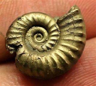 Stunning Golden Microderoceras 15mm Jurassic Pyrite Ammonite Fossil Uk Gold Rock