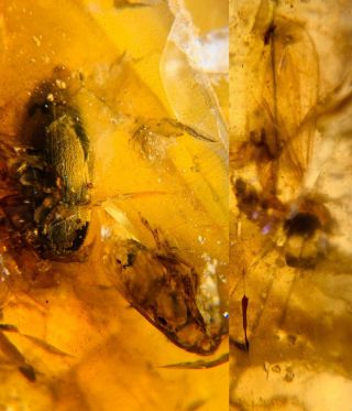 Beetle&cicada&unknown Fly Burmite Myanmar Burma Amber Insect Fossil Dinosaur Age