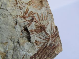 Plate With Rare Fern Fossil.  Asterophyllites Equisetiformis,  Nºlb44