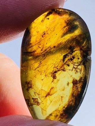 2.  26g Beetle&mineral Burmite Myanmar Burmese Amber insect fossil dinosaur age 2
