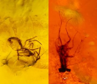 Spider&roach Larva Burmite Myanmar Burmese Amber Insect Fossil Dinosaur Age