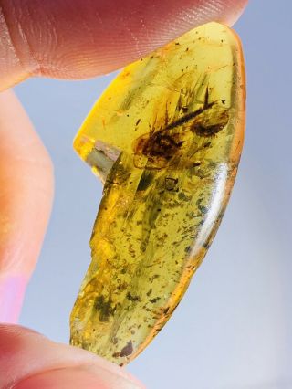 2.  55g Big Adult Roach Burmite Myanmar Burmese Amber Insect Fossil Dinosaur Age