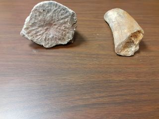 Fossil Whale Bone Section Vertebrae And Rib (?) Rare