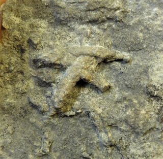 Ichnogenus - Mississippian Period - Starfish Cast - Sf3
