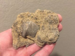 Kentucky Fossil Brachiopod In Matrix Bivalve Fossil Devonian Trilobite Age 2