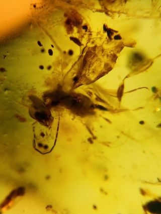 Hymenoptera Wasp Bee Nest Burmite Myanmar Burma Amber Insect Fossil Dinosaur Age