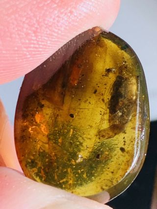1.  18g Adult Roach Burmite Myanmar Burmese Amber Insect Fossil Dinosaur Age