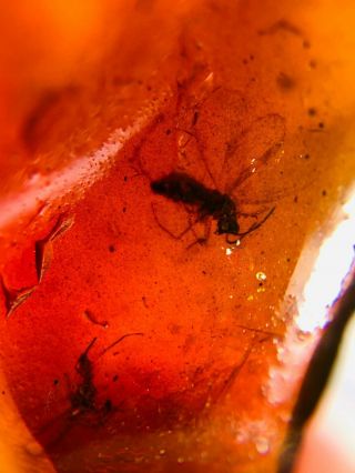 Lacewing In Red Blood Amber Burmite Myanmar Amber Insect Fossil Dinosaur Age