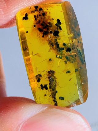 2.  07g Unknown Bug&feces Burmite Myanmar Burmese Amber Insect Fossil Dinosaur Age