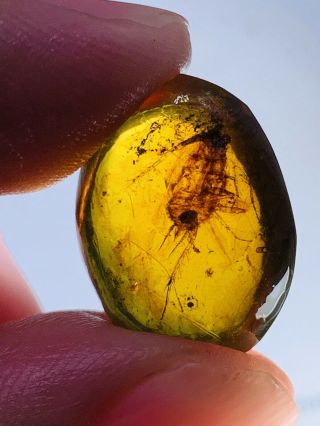 1.  38g Cretaceous Roach Burmite Myanmar Burmese Amber Insect Fossil Dinosaur Age